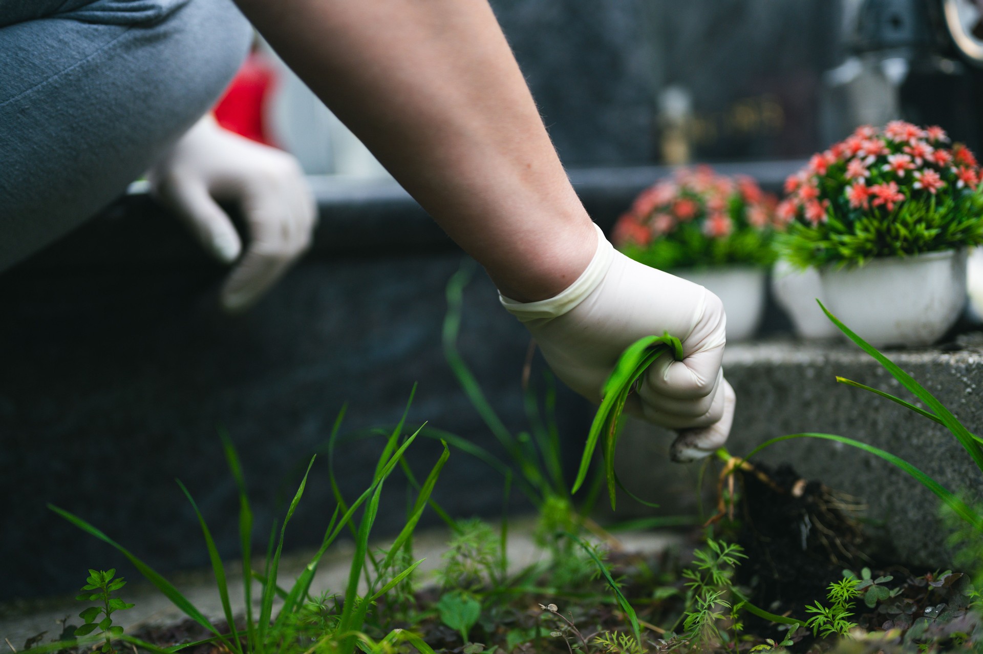 Graveyard preparation, hand removing grass from tombstone